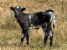 2025 HL Ella heifer
