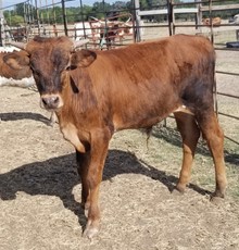 Bull Calf 21/05