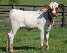 LOVELY LAUREEN STEER