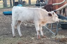Bull Calf 22/19