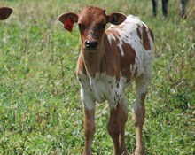 HUNTS LUCK BE A LADY STEER