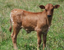 TOP BAR LADY STEER