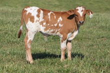 SUNHAVEN VAN HORNE X RE LOAD 2021 BULL CALF