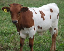 SITTIN GIRL x GRASS ROOTS BIG SUPER BULL CALF