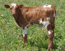 HUNTS RESPECTED ZHIVAGO STEER