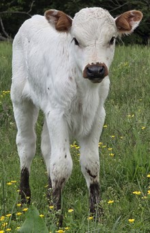 25 Betty Bull