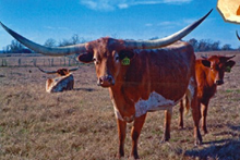 TX W DOLLY