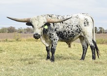 TCC Texanas Trophy