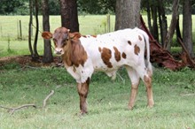 STEER 522