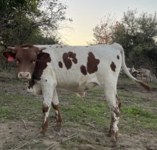 WS Annie X HL Rainmaker Bull