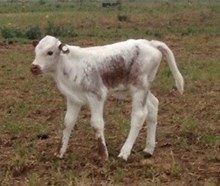 IM Bull 30/16