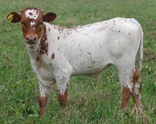 03 - PRINGLE GIRL STEER