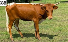 MB 517'S J LYNN MC