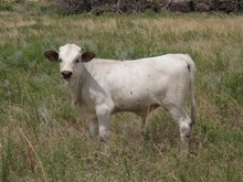 WI T-Bone Pickings