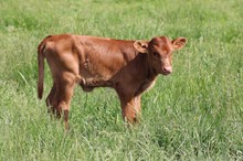 TEMPT VAINLY X RE LOAD 2023 HEIFER