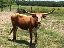 Blowin' Smoke heifer 1461 2016