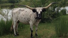 Texas S Independent Gal