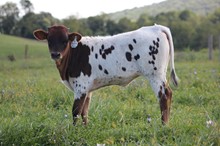 DW BOWL OF FLOWERS X RE LOAD HEIFER 2021 