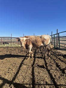 2021 Queen Bull
