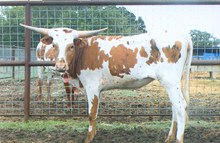 3P COCO COWGIRL