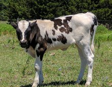 RBR Jasmin