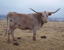 TEXANA TROUBLEMAKER