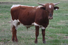 SHR Wow's Cowboy Cassinova