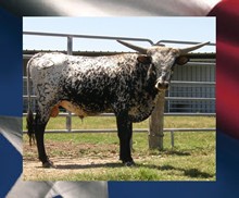 ASOCL Mesquite's Warpaint