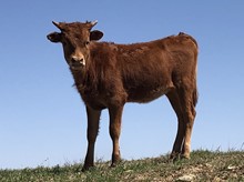 OHL REBECCA'S ANGEL HEIFER