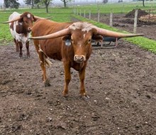 2023 Monkey Business Bull