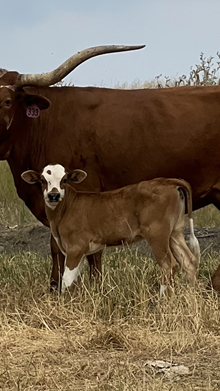 Zsa Zsa 22 Heifer