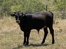 KDK CRONUS