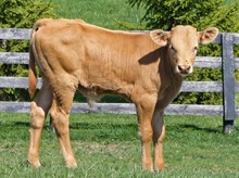 TLC Classy Lady Bull Calf