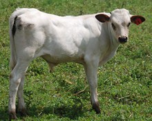 TOP DANCE STEER