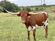 LR JANIE 