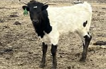Heifer Calf