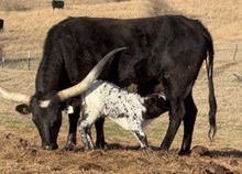 CR DAMASCUS SILK X TK LEE (B) TAG 509