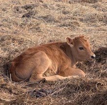TCR KANSAS COWBOY X TCR SNOW WHITE (B) TAG 511