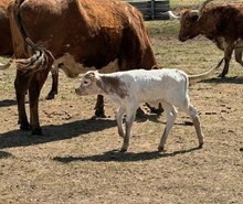 TCR ICEMAN X TCR COWGIRL WORTHY (B) TAG 513