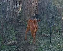 TK LEE X BERETTA RAPID FIRE (H) TAG 514