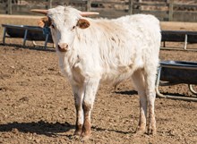 2023 BULL (JITTERBUG)