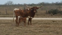 IM STEER 55/16
