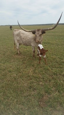 IM steer 56/16