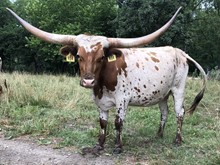 HC CALAMITY JANE 814