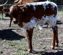 Shilohs Brenda Bull