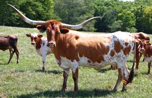 AA COWBOY'S GRAND TIME