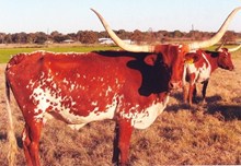 TX W ENCHANTING