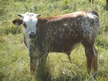 CALF 618 BULL