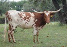 SR Gretchen Girl 628