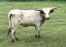 Huckstress Heifer